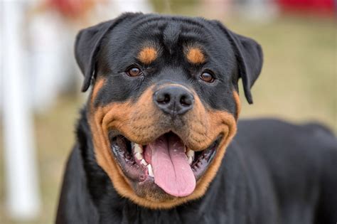 Rottweiler Dachshund Mix - Everything You Need To Know - Prefurred