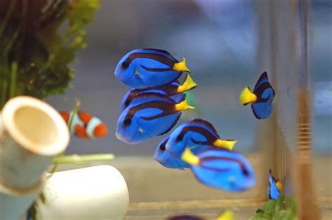 Regal Tang - Fishes World - HD Images & Free Photos