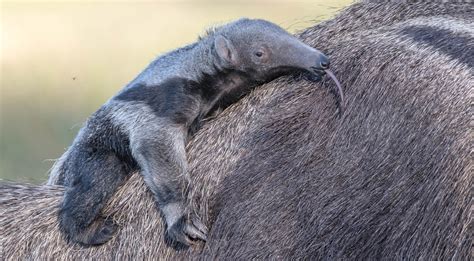 Giant Anteater Facts | Biggest Anteater in the World