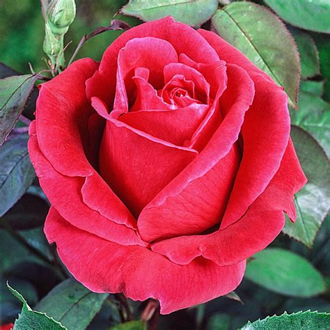 Oklahoma Hybrid Tea Rose | Brecks Premium Bulbs