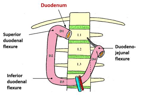 Duodenum Parts