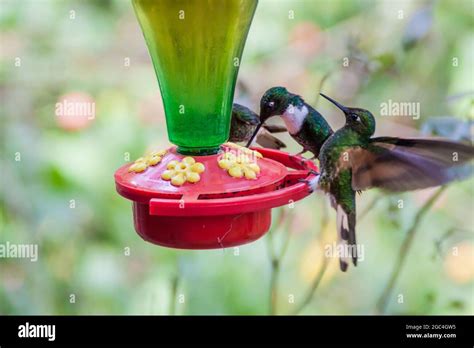 Hummingbirds at the feeder in Cocora valley, Colombia Stock Photo - Alamy