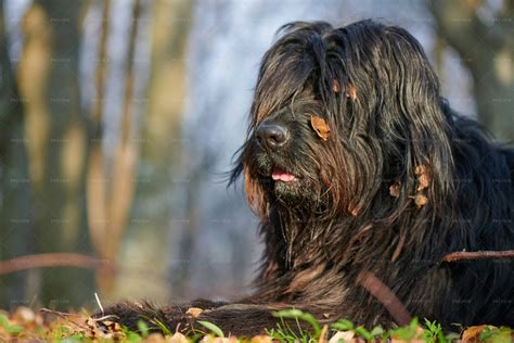 Bergamasco Shepherd Dog - Stock Photos | Motion Array