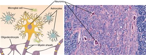 Nervous Tissue Mediates Perception and Response | Anatomy and Physiology I