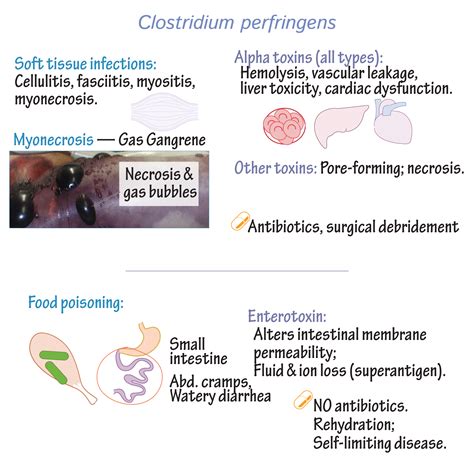 Clostridium Perfringens Symptoms