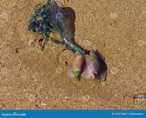 Blue Bottle jellyfish stock image. Image of critter - 127671965