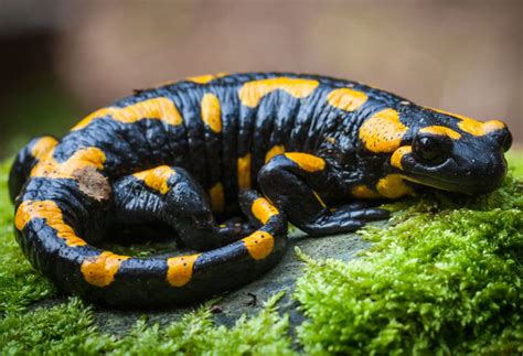 A Salamander's Diet: The Ultimate Guide - Mr. Amphibian