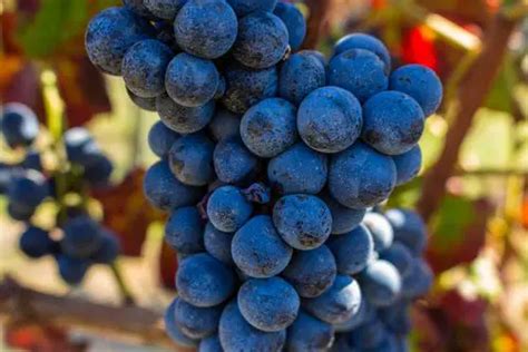 The Biggest Grapes in The World? – bordeaux-undiscovered.co.uk