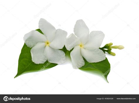 What Is Sampaguita Flower In English - Home Alqu