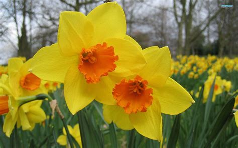 Daffodil Wallpapers - Wallpaper Cave