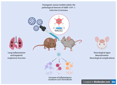 Molecules | Free Full-Text | K18- and CAG-hACE2 Transgenic Mouse Models and SARS-CoV-2 ...