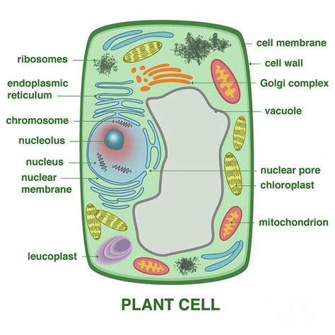 Plant Cell Poster by Gwen Shockey