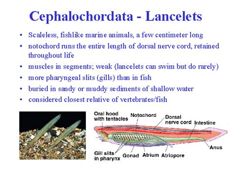 Cephalochordata - Lancelets