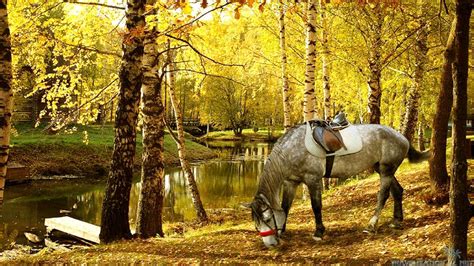 Autumn Horse Pictures Wallpaper - WallpaperSafari