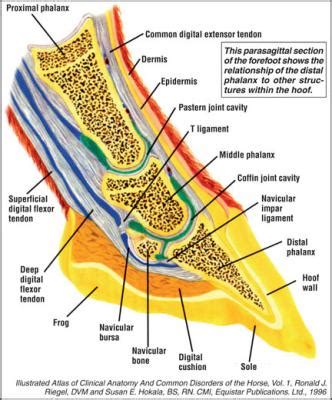 Hoof Care And The Coffin Bone | American Farriers Journal