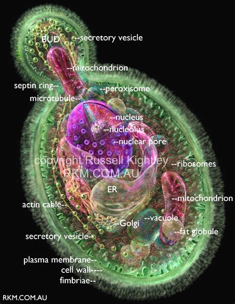 Candida Albicans Cell Structure