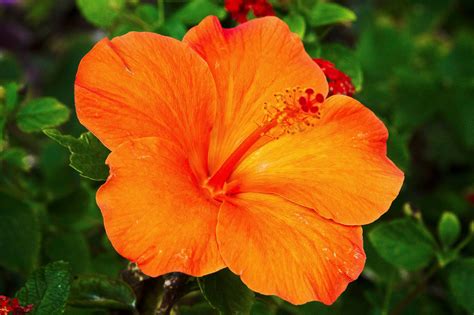 orange-hibiscus - Hawaii Pictures