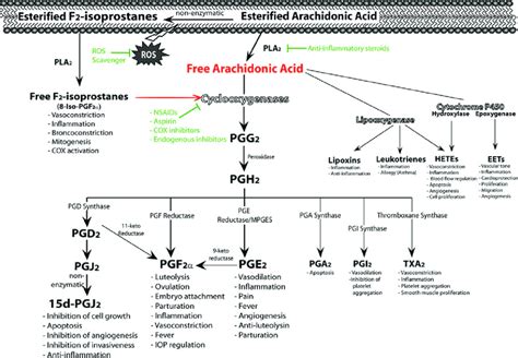 Biosynthesis of eicosanoids from arachidonic acid and their postulated... | Download Scientific ...