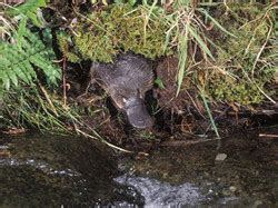 Duck Billed Platypus - australian Plant and Animal adaptations