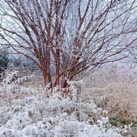 Prunus serrula (Tibetan Cherry) | Flowering cherry tree, Ornamental cherry, Winter garden