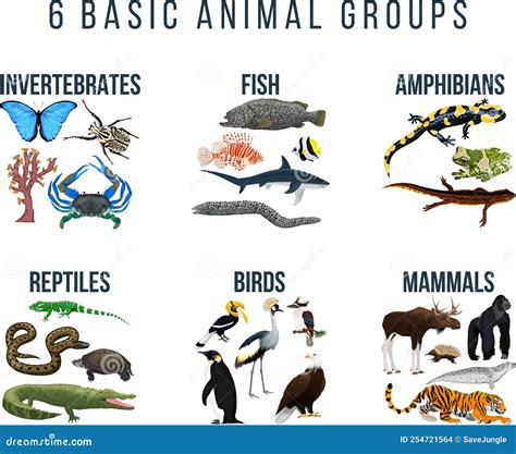 Basic Animal Groups and Biological Educational Zoology Scheme Stock ...