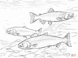 Pacific salmon coloring pages Download And Print For Free sketch template