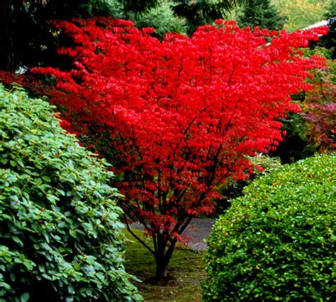 Acer palmatum 'Shindeshojo' Spring Red Japanese Maple - Kigi Nursery