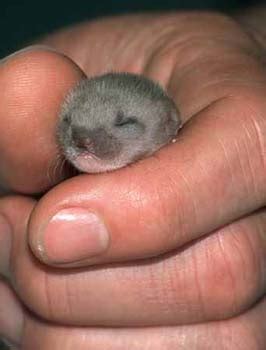 Baby Weasels Will Weasel Their Way Into Your Heart! - Baby Animal Zoo