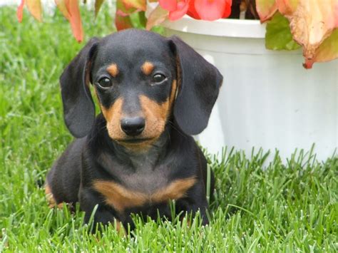 Cachorro de perro salchicha :: Imágenes y fotos