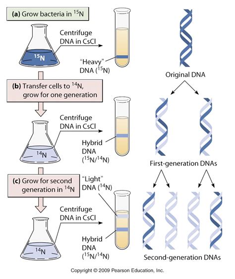 Proses, Teori, dan Model Replikasi DNA LENGKAP - Generasi Biologi