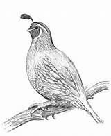 Quail Coloring Pages For Kids Sketch Page sketch template