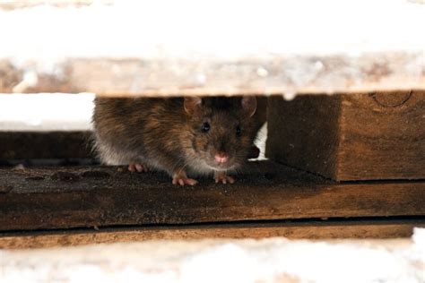 Understanding Rat Behavior in Kent Homes | Attic Projects