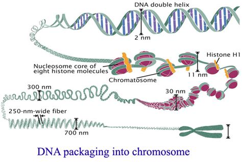 Dna Packaging