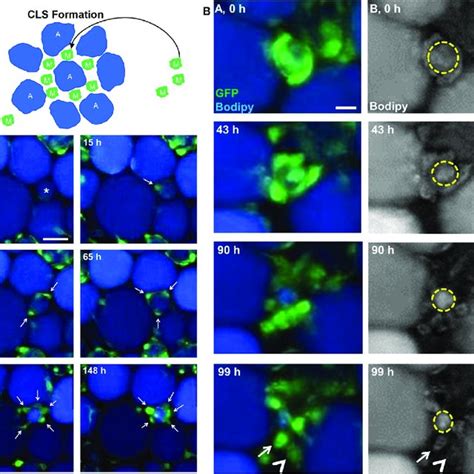 | Optical imaging techniques for macrophage tracking in vivo. (a)... | Download Scientific Diagram