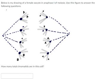 Answered: Below is my drawing of a female oocyte… | bartleby