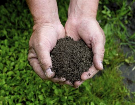 What Is Humus Soil? | eHow