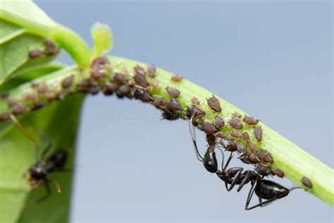 Ants Farming Aphids stock image. Image of foliage, insect - 196434581