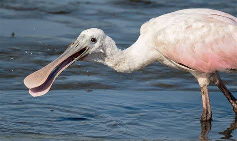 Roseate Spoonbills in South Carolina — The Naturalist's Notebook