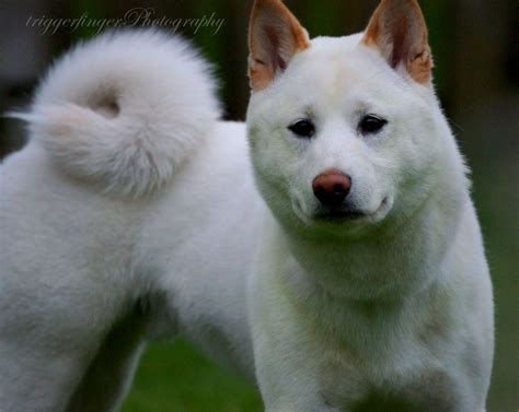 7 month old Cream Shiba Inu, with red sesame ears! Love our doggie, cuteness! | Shiba inu, Cute ...