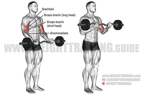 EZ bar curl exercise instructions and video | Weight Training Guide