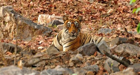 Ranthambore Tiger Reserve Becomes Highest Revenue Grosser in 2016-17