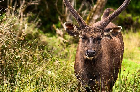 Sambar Deer. Horton Plains National Park. Sri Lanka Photograph by Jenny ...