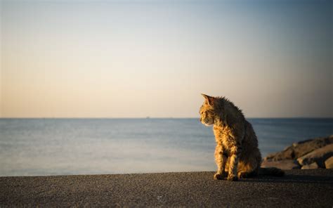 beach, Cat, Animals Wallpapers HD / Desktop and Mobile Backgrounds