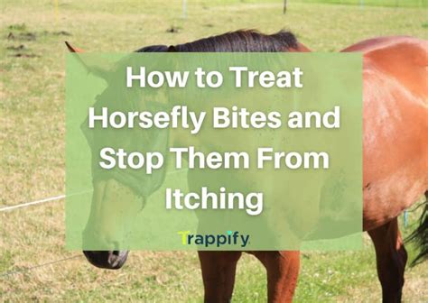 How to Treat Horse Fly Bites and Stop Them From Itching