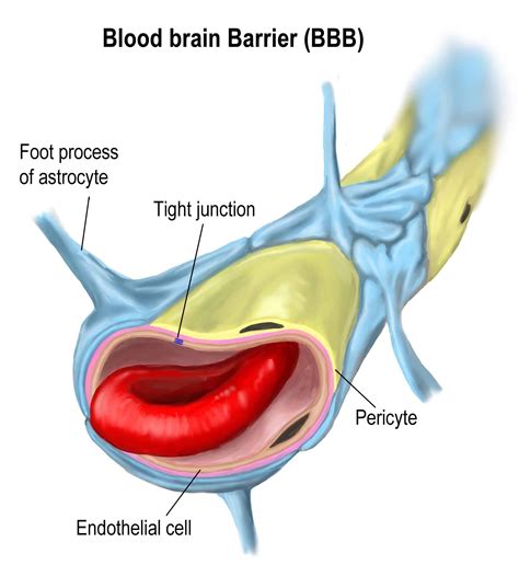 The Function of Blood-Brain Barrier and Neurological Diseases: How They Work Together - Altoida