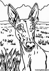 Greyhound Coloring Pages 4 Free Printables  ColoringMaker sketch template