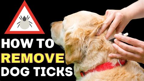 How To Remove a Tick From a Dog Without Tweezers | Best Easy & Safe Tick... | Tick removal ...