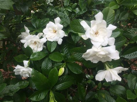 The Grumpy Gardener Answers Your Top Gardenia Growing Questions