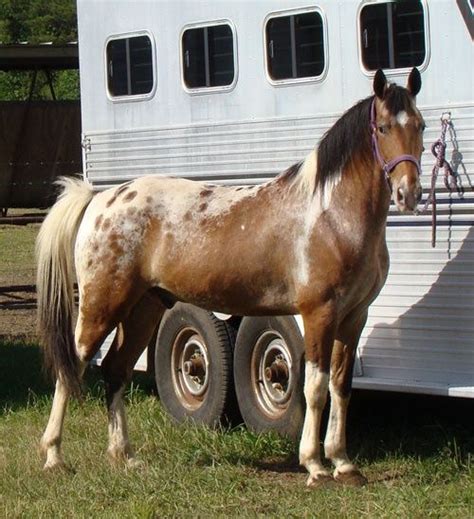 interesting horse colors | Tennessee Walking Horses - CLOUD 9 WALKERS ...