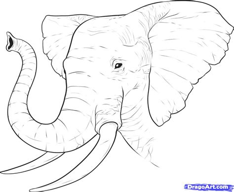 Drawings Of Elephants With Trunk Up at PaintingValley.com | Explore collection of Drawings Of ...